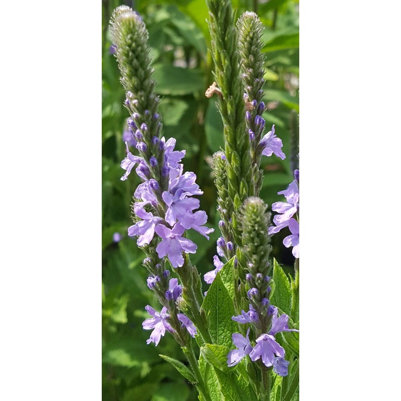Verbena stricta –Hoary Verbena–
