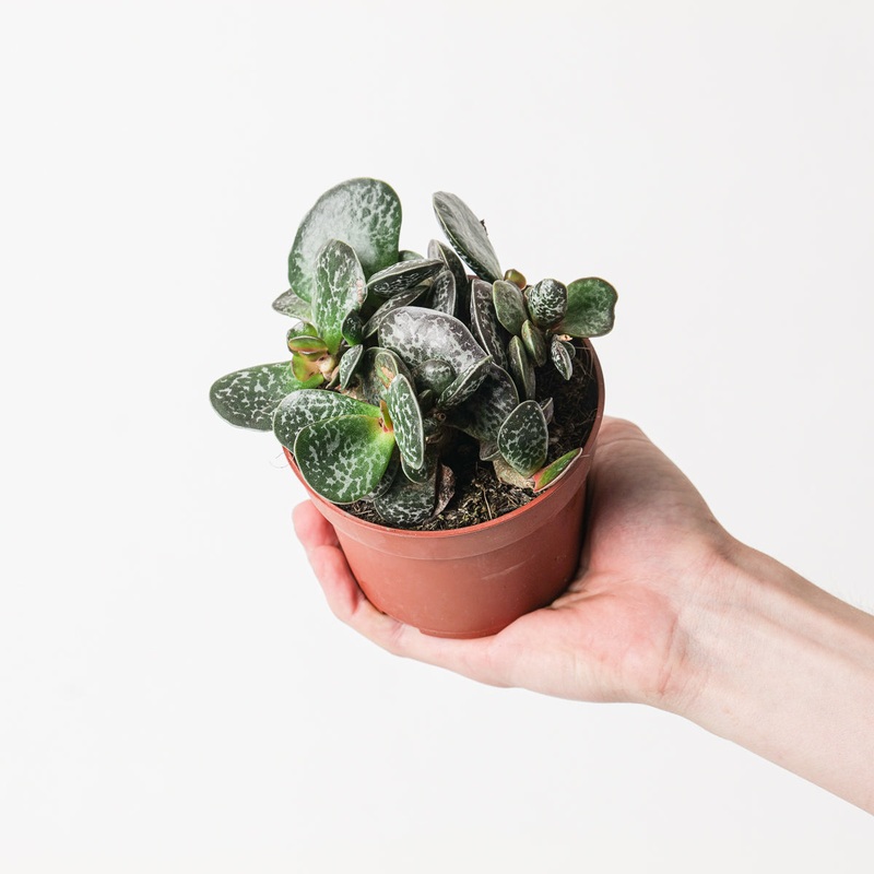Adromischus trigynus ‘Calico Heart’