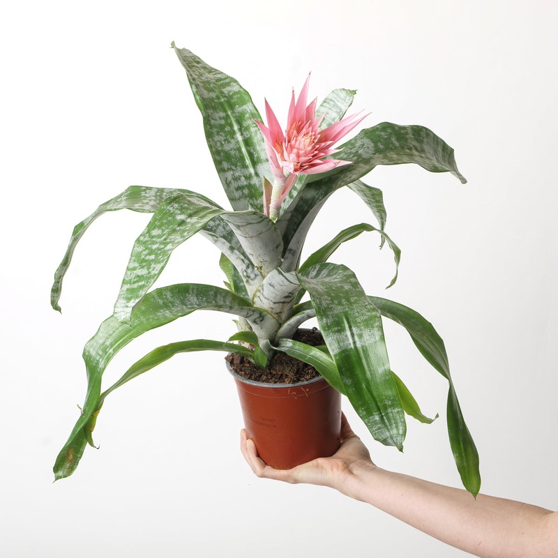 Aechmea fasciata|15cm