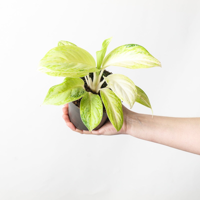 Aglaonema ‘Arctic Lime’|12cm