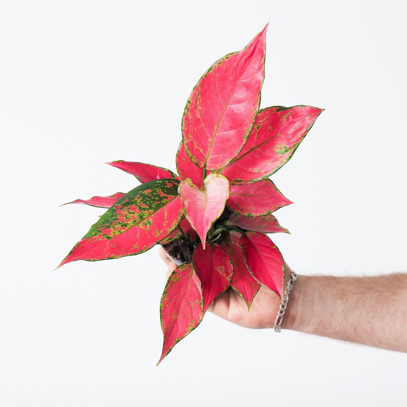 Aglaonema ‘Cherry Baby’|12cm
