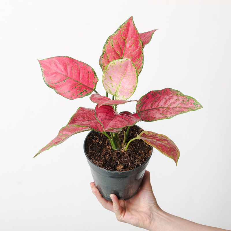 Aglaonema ‘Fireworks’|14cm