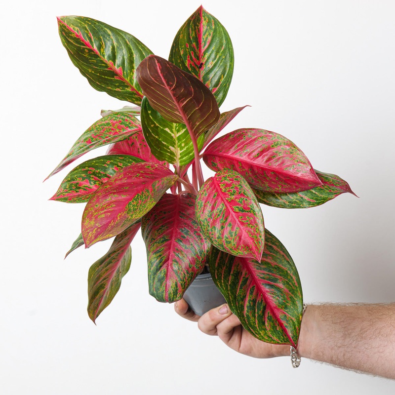 Aglaonema ‘Garnet Coltrane’|14cm