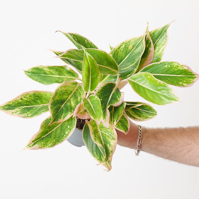 Aglaonema ‘Golden Lipstick’|12cm