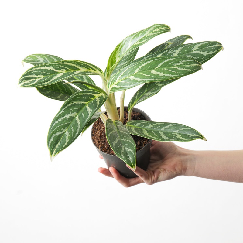 Aglaonema ‘Ivy Green’|12cm