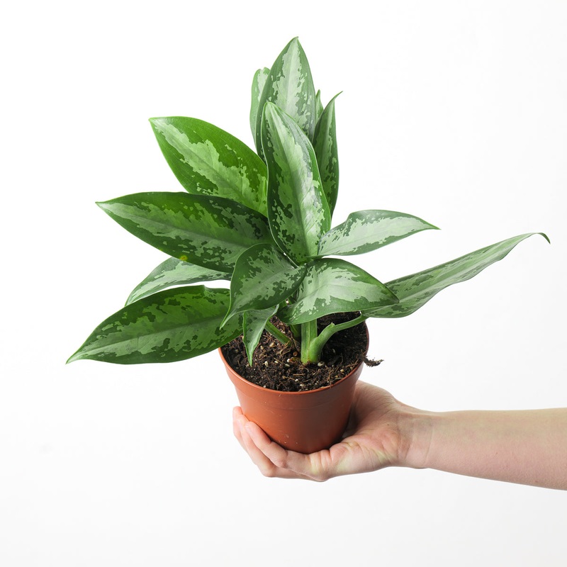Aglaonema ‘Jubilee Compacta’|12cm
