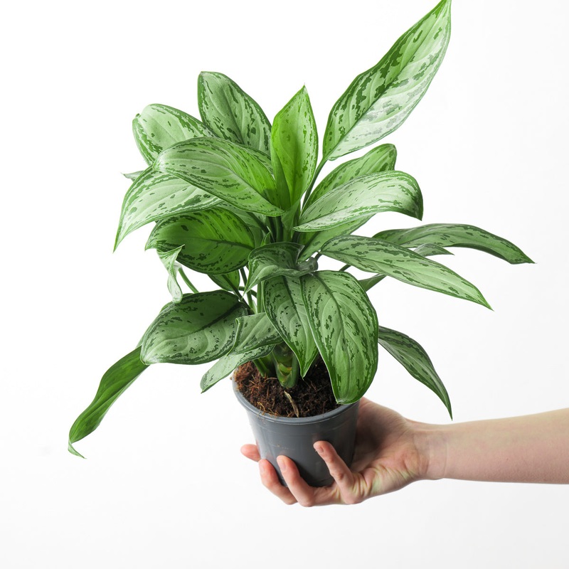 Aglaonema ‘Maria Christina’|12cm