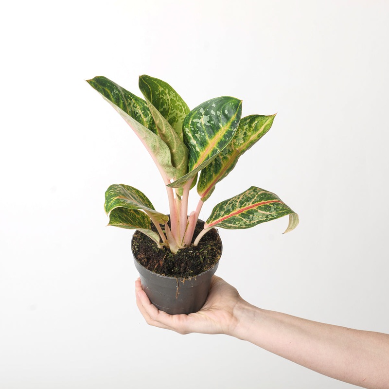 Aglaonema ‘Orange Flame’|12cm