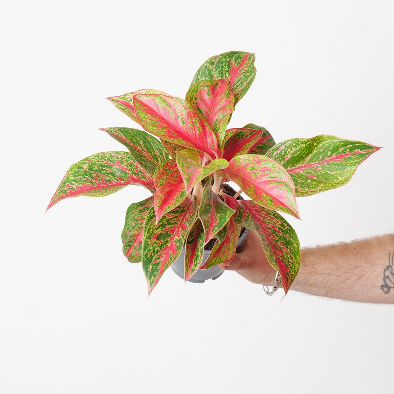 Aglaonema ‘Red Emerald’|12cm