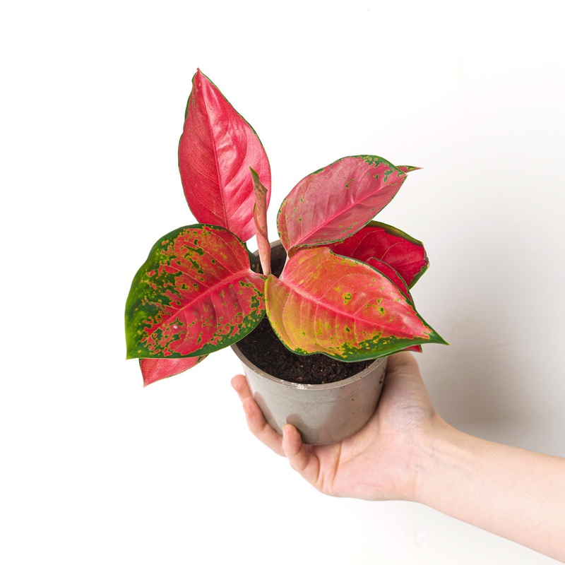 Aglaonema ‘Red Star’|12cm