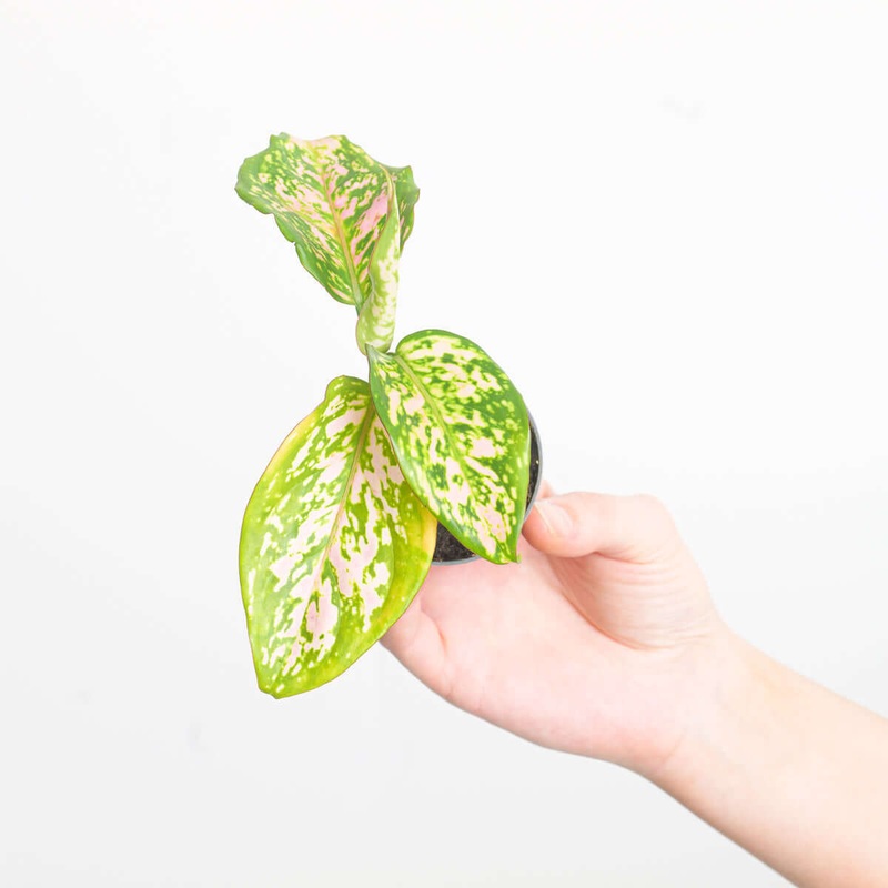 Aglaonema ‘Red Valentine’|6cm