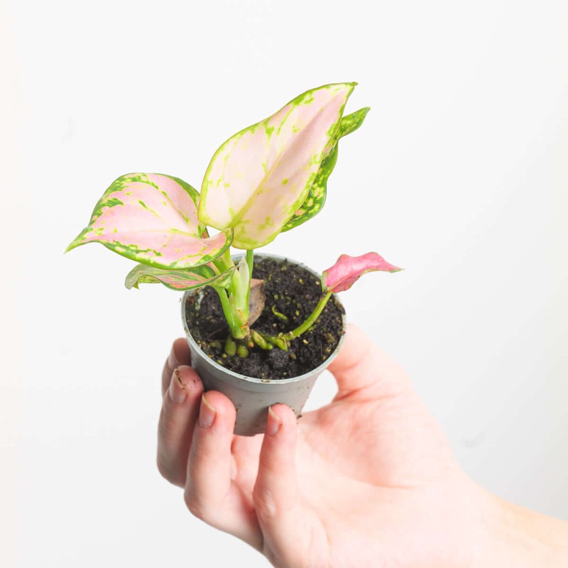Aglaonema ‘Red Zirkon’|6cm