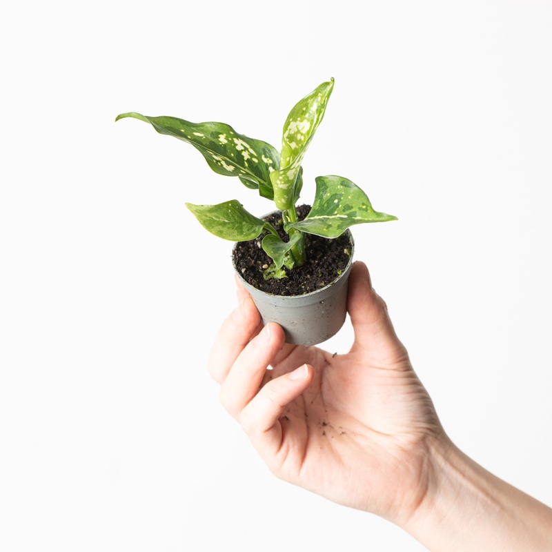 Aglaonema ‘Snowflake’|6cm