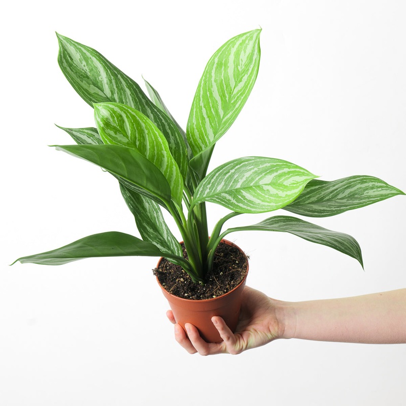 Aglaonema ‘Stripes’|12cm