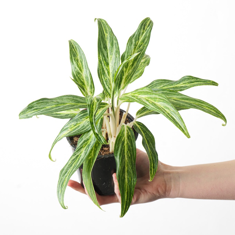 Aglaonema ‘Sunray Green’|12cm