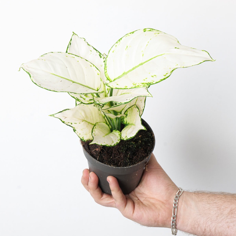 Aglaonema ‘White Joy’|12cm