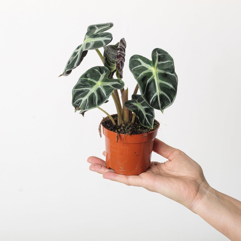 Alocasia ‘Balloon Heart’|9cm