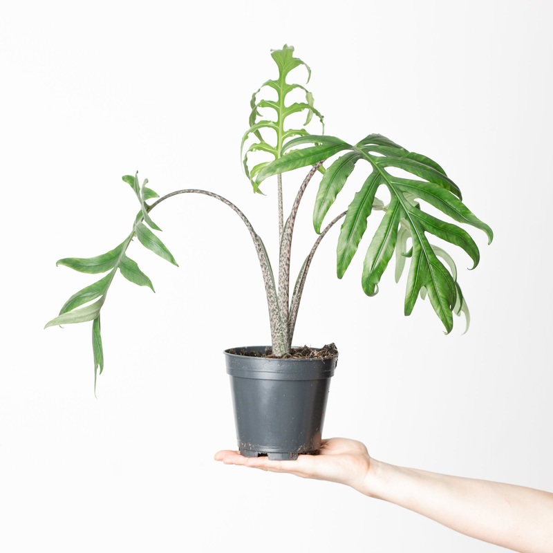 Alocasia brancifolia ‘Pink Passion’