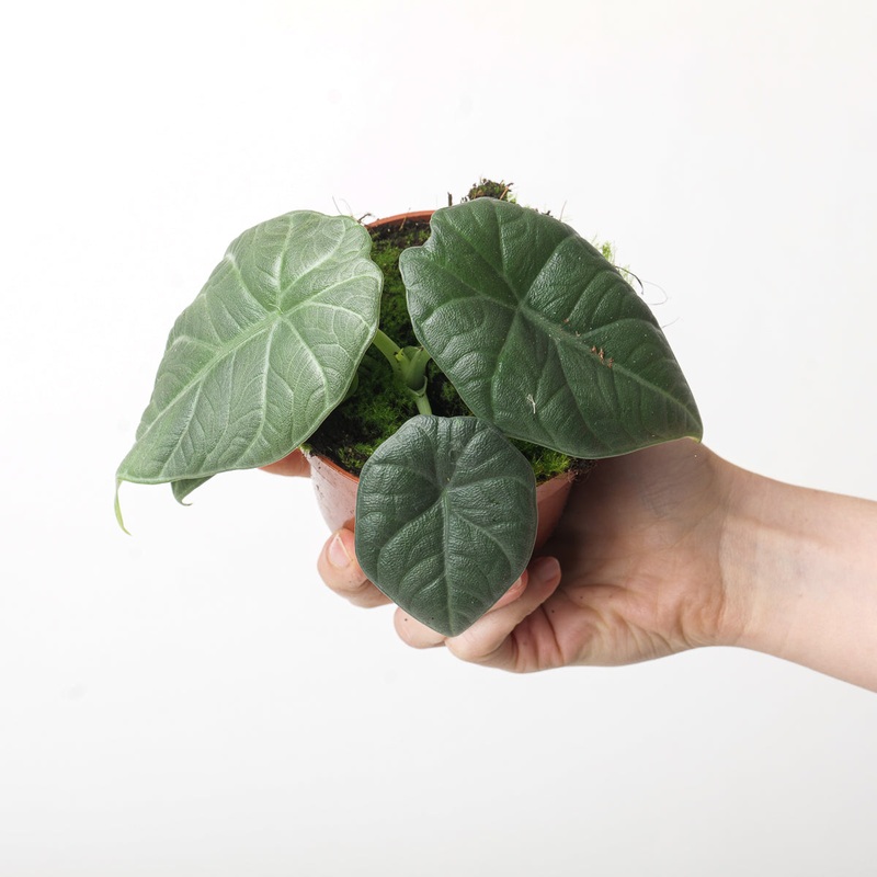 Alocasia ‘Dragon Moon’|10.5cm
