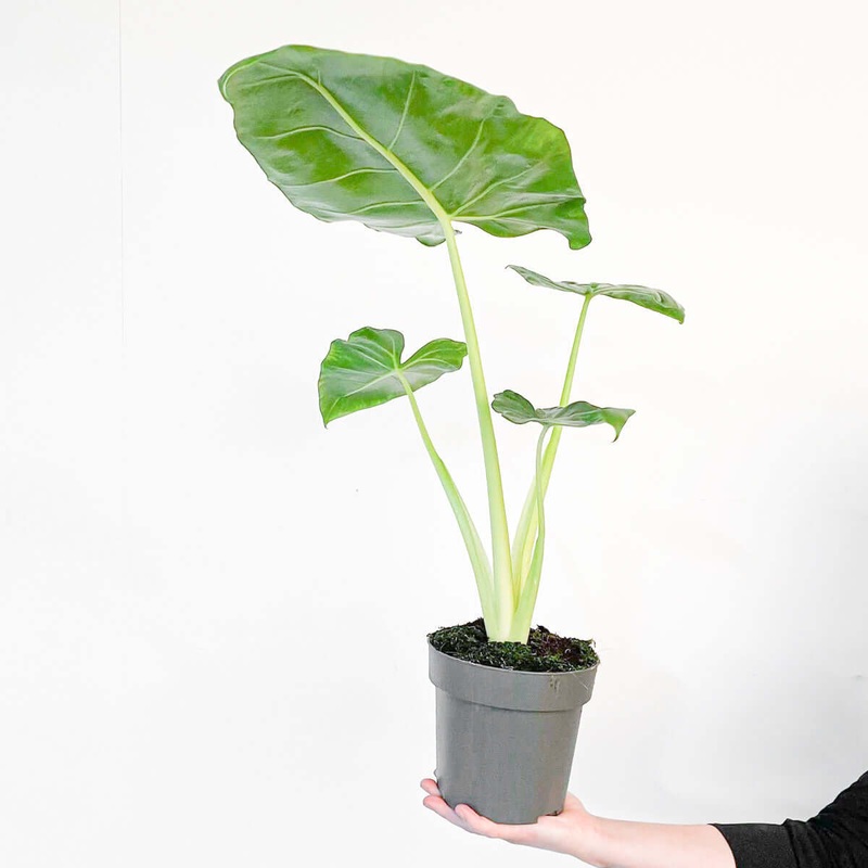 Alocasia macrorrhiza ‘Lutea’|17cm