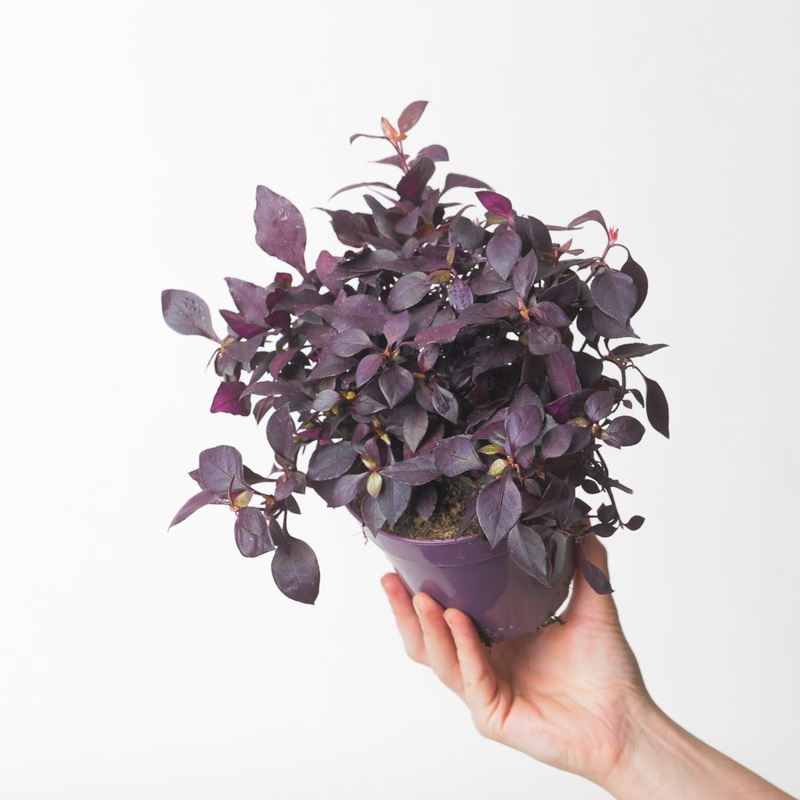 Alternanthera ‘Dentata’|12cm