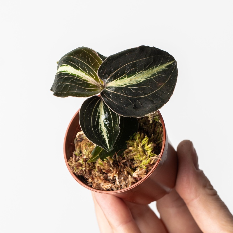 Anoectochillus leyli Green|6cm