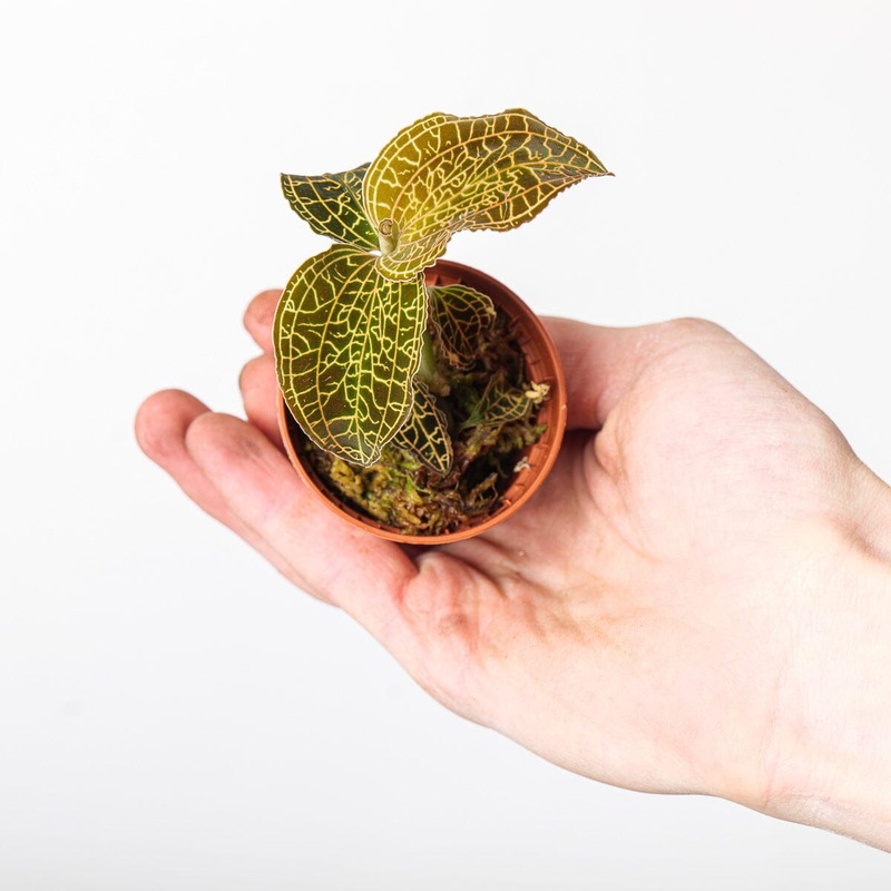 Anoectochillus reinwardtii|6cm