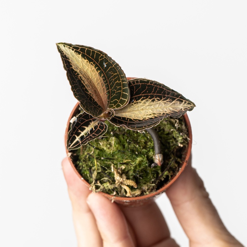 Anoectochillus roxburghii|6cm