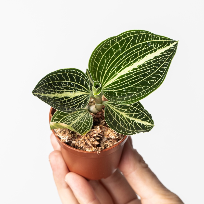 Anoectochillus siamensis|6cm