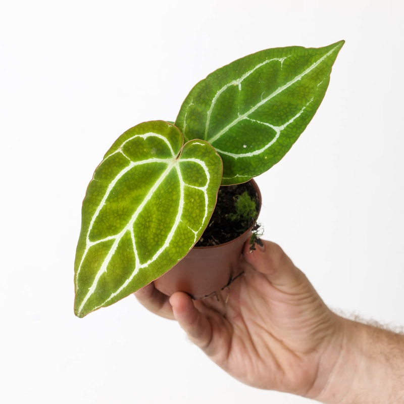 Anthurium crystallinum x|9cm