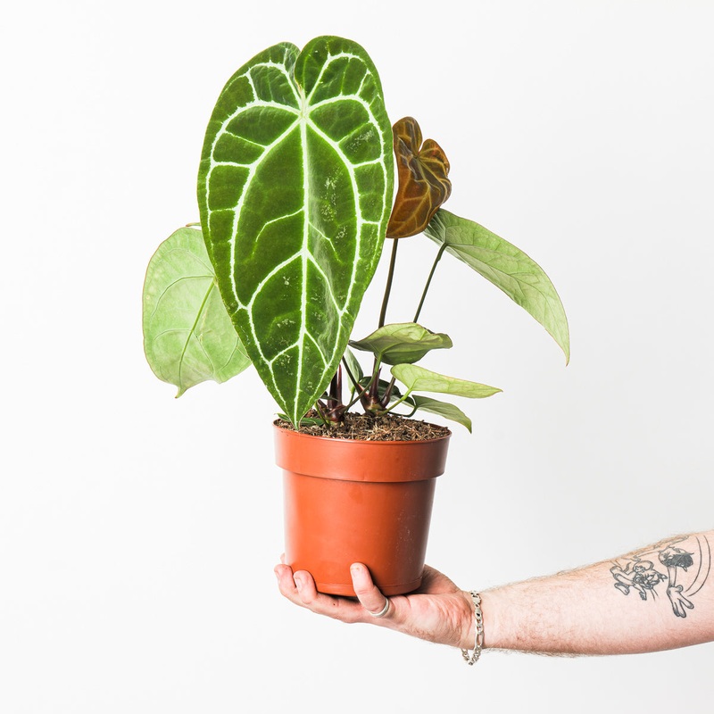 Anthurium crystallinum XL|15cm