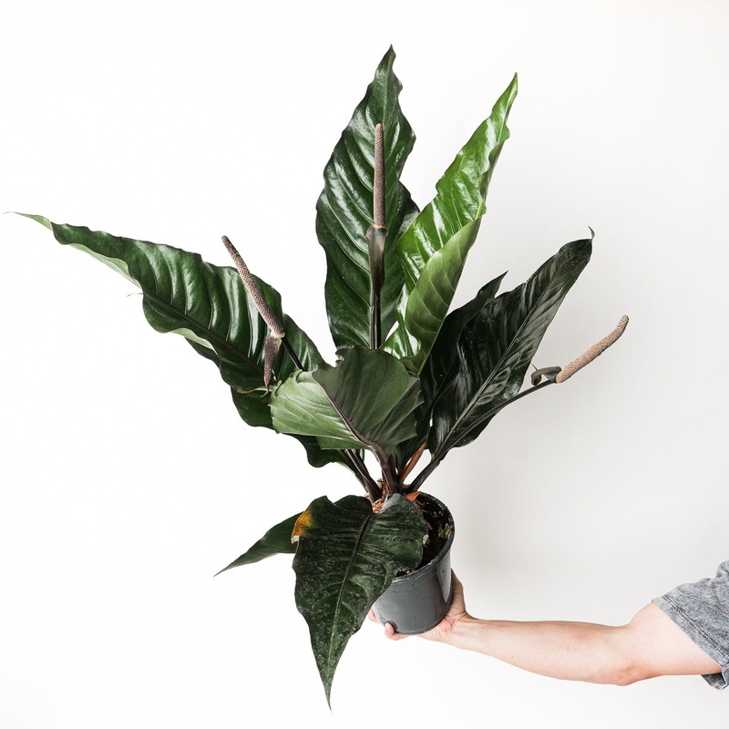 Anthurium ‘Jungle’ XL|14cm
