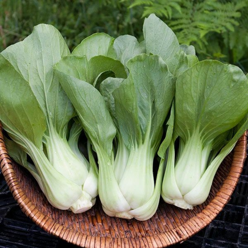 ASIAN GREENS ‘Prize Pac Choy’|4″ square pot