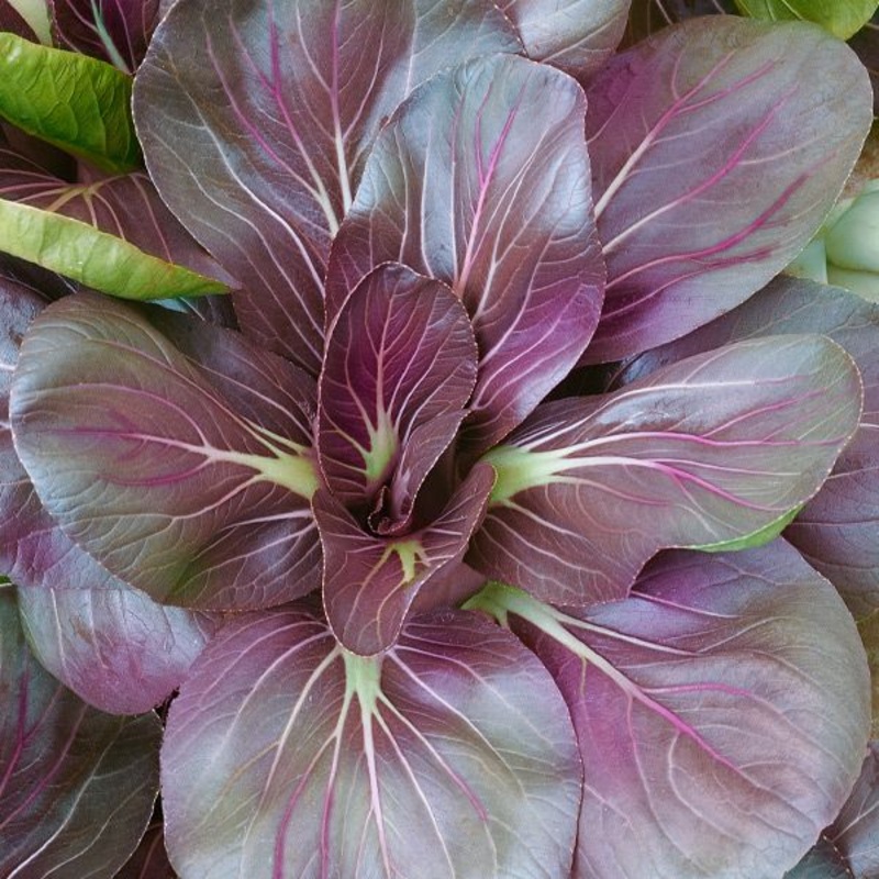 ASIAN GREENS ‘Scarlet Tat Soi’