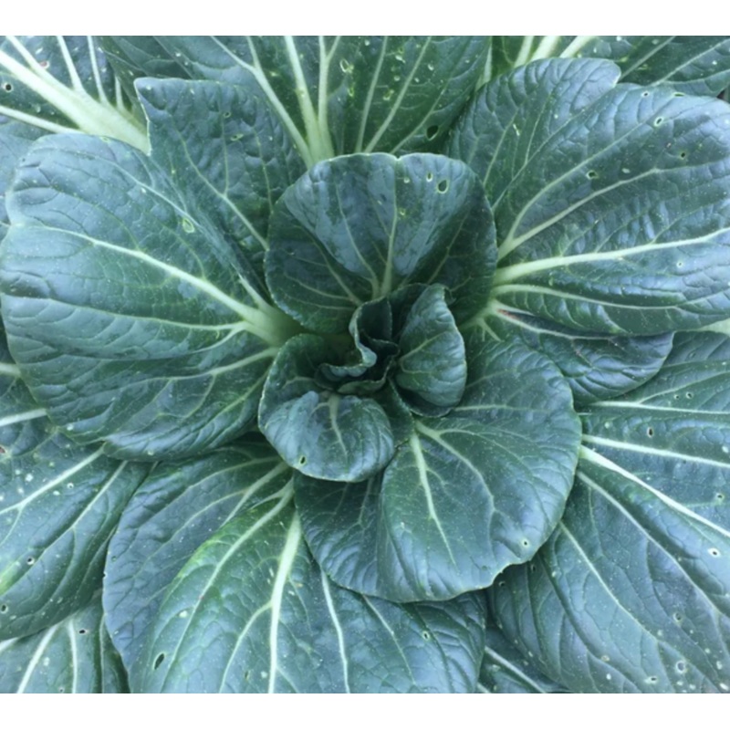 ASIAN GREENS ‘Spooner Tat Soi’