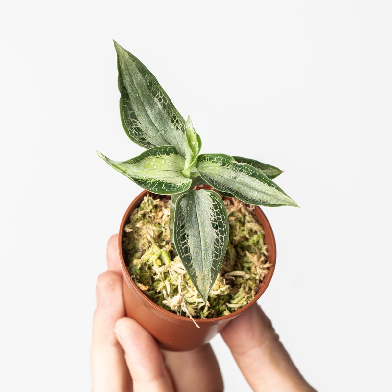 Aspidogyne argentea|6cm