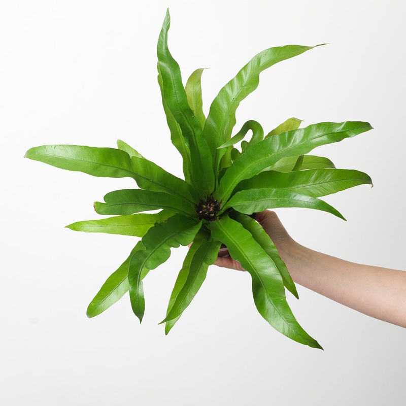 Asplenium antiquum|12cm|6cm