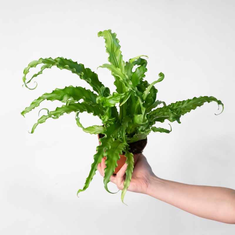 Asplenium antiquum ‘Osaka’|12cm