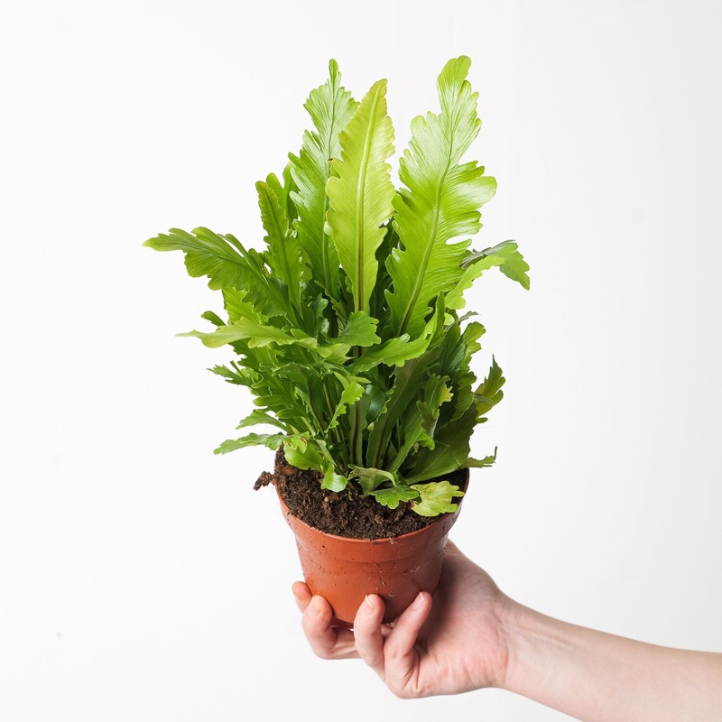 Asplenium nidus ‘Campio’|12cm