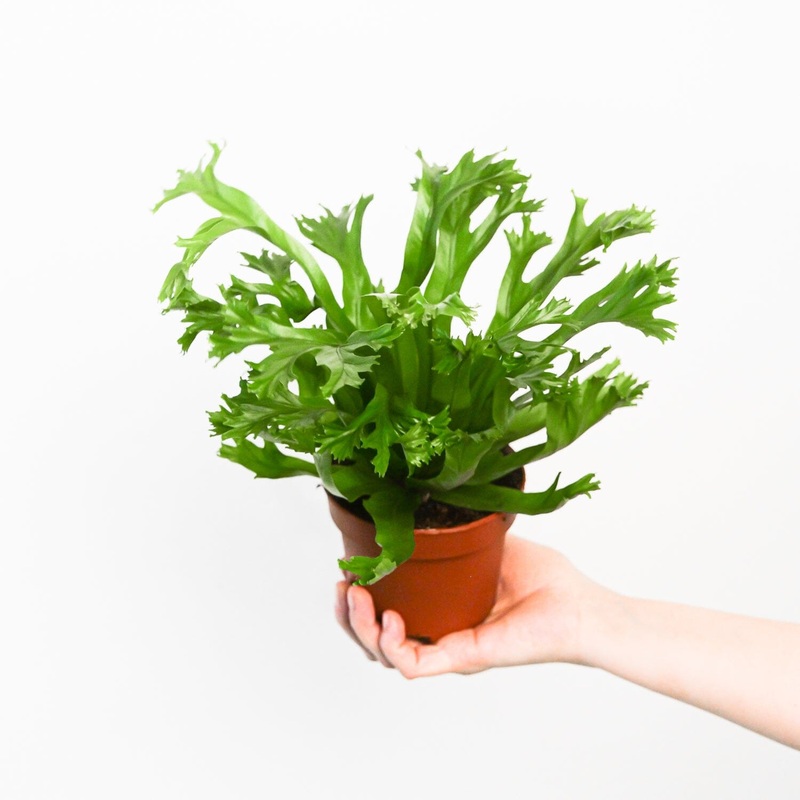 Asplenium nidus ‘Crissie’|12cm