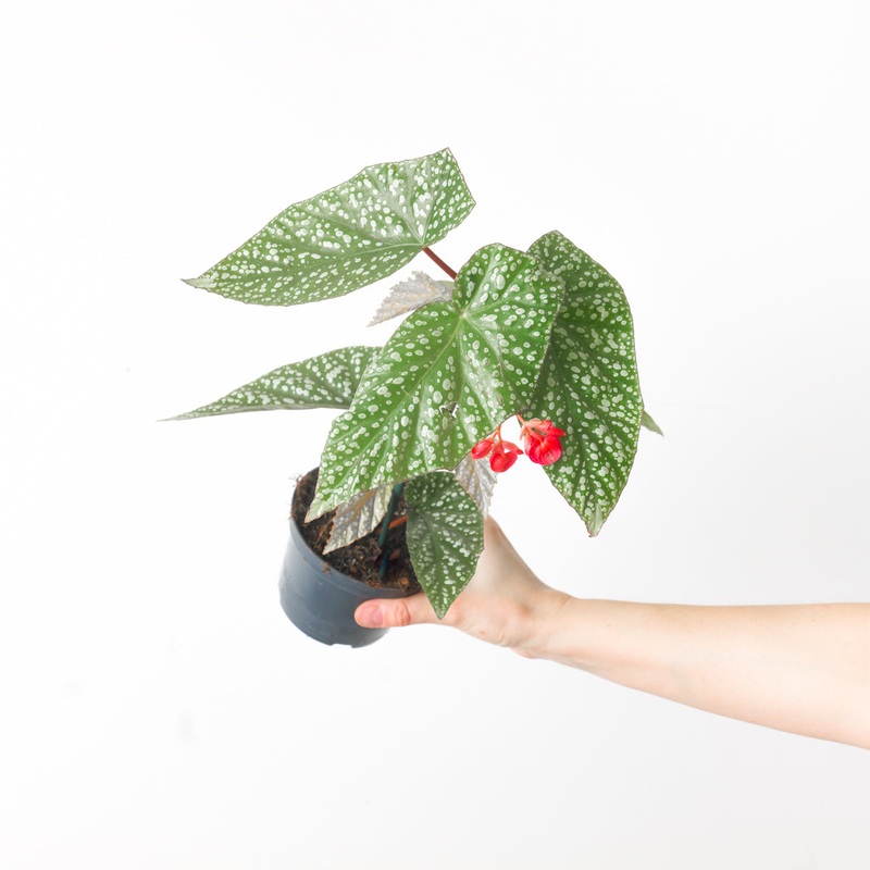 Begonia albopicta|12cm