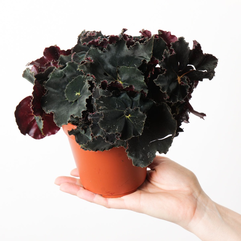 Begonia ‘Dark Mambo’|12cm Pot