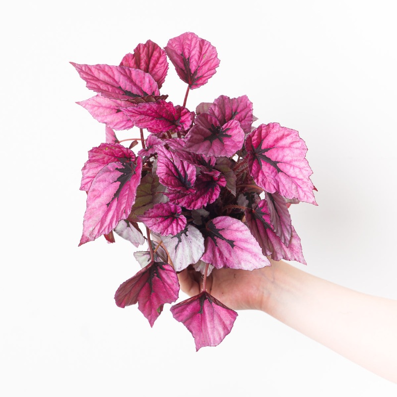 Begonia ‘Indian Summer’|12cm