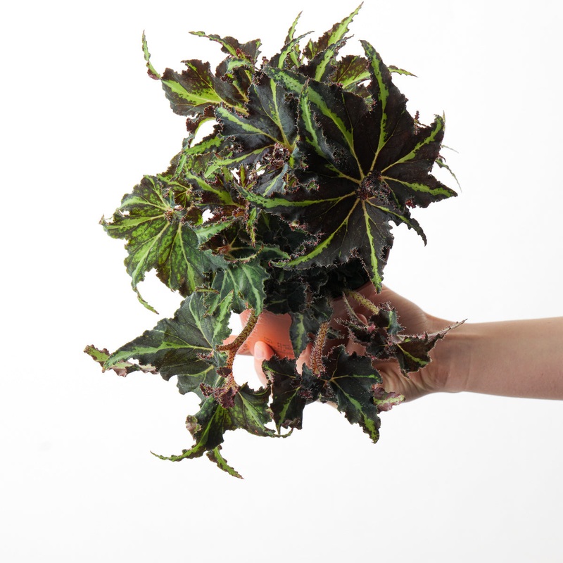 Begonia ‘Lion Dance’|12cm Pot