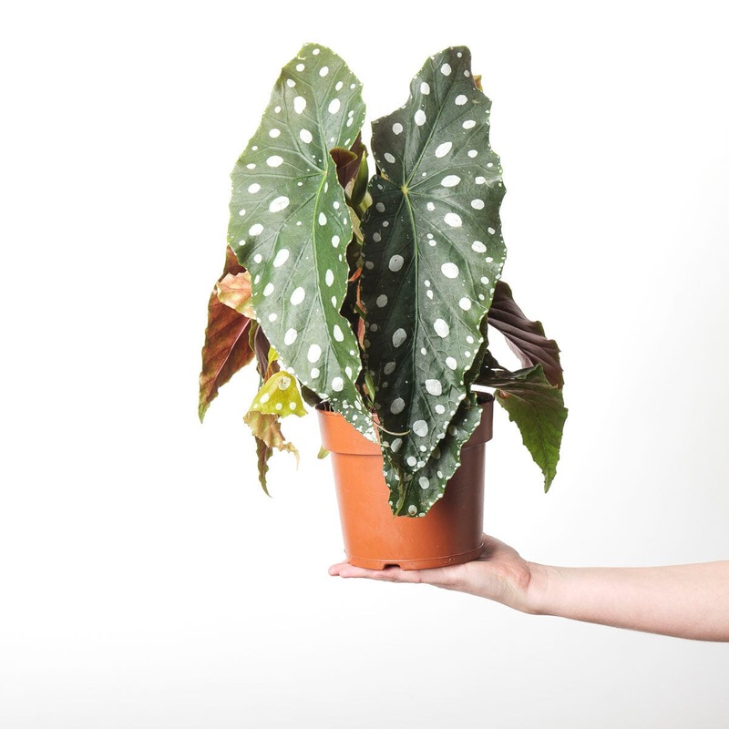 Begonia ‘Megadot’|17cm