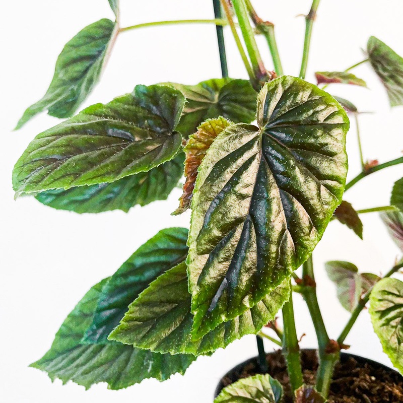 Begonia ‘My Oldemor’|12cm