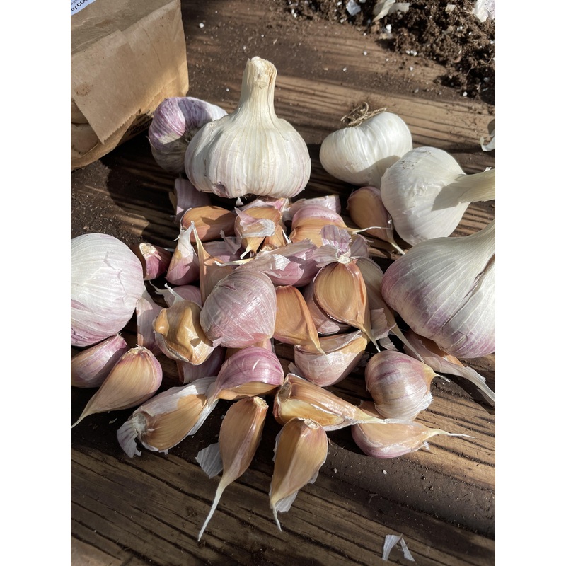 GARLIC ‘Georgian Fire’ –Allium sativum–