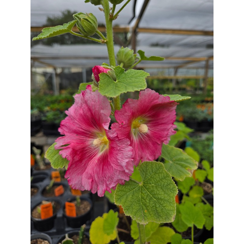 HOLLYHOCK ‘Pink’ –Alcea setosa–