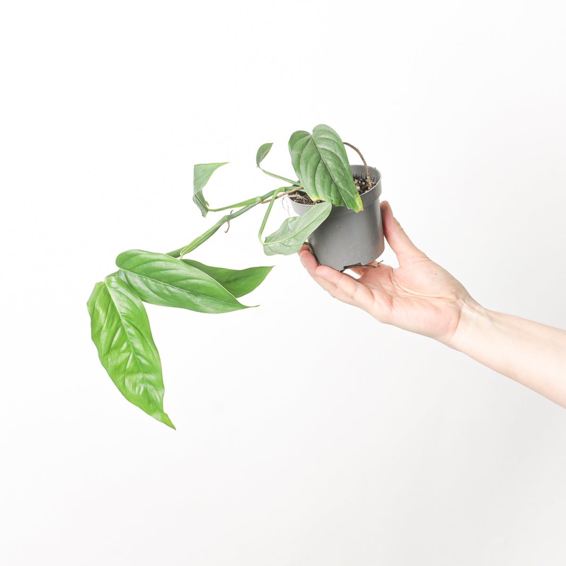 Monstera obliqua ‘Suriname’|9cm