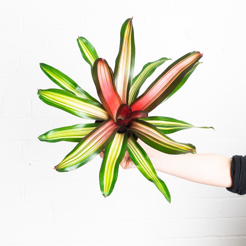 Neoregelia ‘Fancy’|12cm